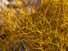 My Gallery: Image