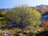My Gallery: Image