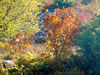 My Gallery: Image