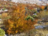 My Gallery: Image