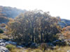 My Gallery: Image