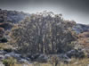My Gallery: Image