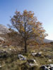 My Gallery: Image